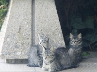 Cats July 2009 PICT2175